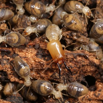 Termites